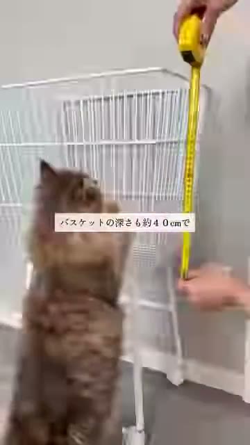 ワイヤーのかごの縦の長さにメジャーを当てている様子。手前に猫