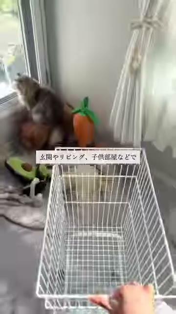 窓辺に置いた空のワイヤーのかごを、上から写した様子。奥に猫